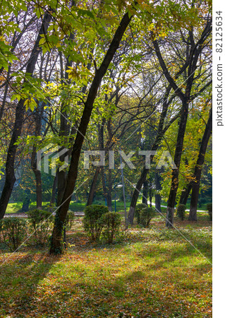 city park on a sunny autumn day. trees in green and yellow foliage city park on a sunny autumn day. trees in green and yellow foliage 82125634