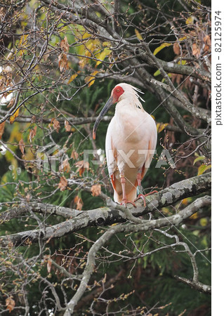 深秋朱鹮 82125974