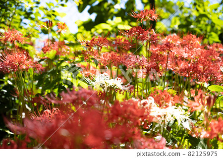 Cluster amaryllis Kiyose '21 82125975