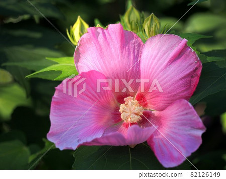 Pink Confederate rose blown by the wind in the sunlight through the trees (close-up of Fuyo flowers) Pink Confederate rose blown by the wind in the sunlight through the trees (close-up of Fuyo flowers) 82126149