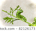 Larvae of Papilio machaon eating leaves 82126173