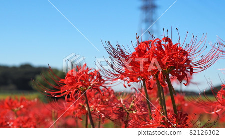 Higanki flower and blue sky 82126302