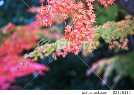 In the autumn's fine weather 82126313