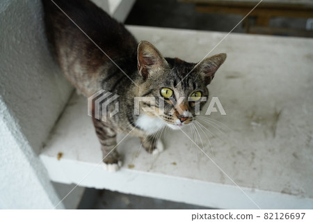 A one-year-old male stray cat whose mother and younger sister suddenly became spoiled 82126697