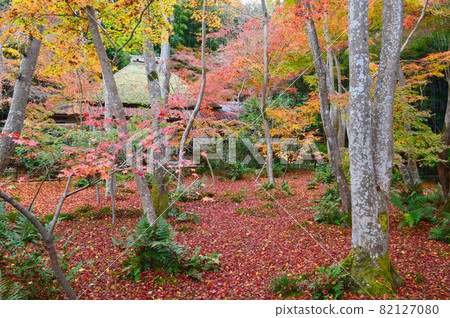 The fall foliage carpet of Giouji Temple in Okusaga, Kyoto City in late autumn is wonderful. 82127080