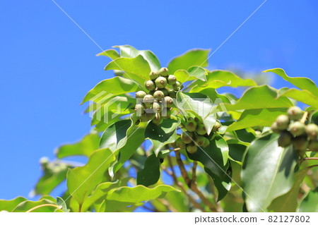 Kakuremino leaves and fruits Kakuremino leaves and fruits 82127802