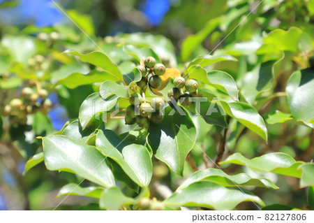 Kakuremino leaves and fruits 82127806