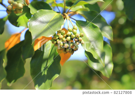 Kakuremino leaves and fruits 82127808
