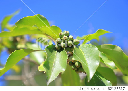 Kakuremino leaves and fruits Kakuremino leaves and fruits 82127817
