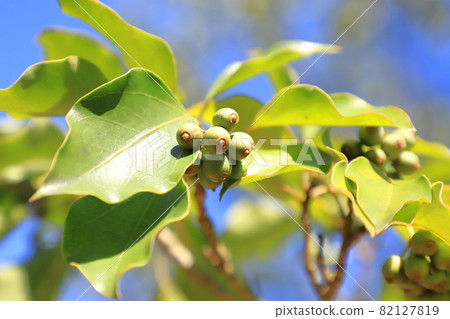 Kakuremino leaves and fruits Kakuremino leaves and fruits 82127819