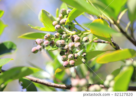 Kakuremino leaves and fruits Kakuremino leaves and fruits 82127820