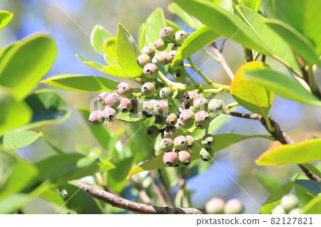 Kakuremino leaves and fruits Kakuremino leaves and fruits 82127821