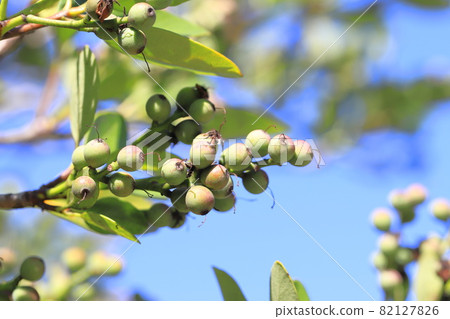 Kakuremino leaves and fruits 82127826