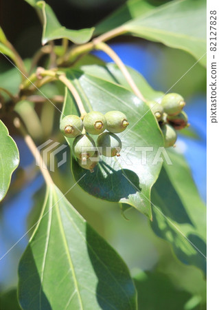 Kakuremino leaves and fruits 82127828