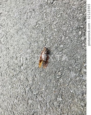 Dead carcass Dead carcass 82128365