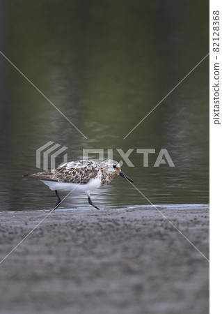 Sanderling looking for food on the tidal flats of the tide 82128368