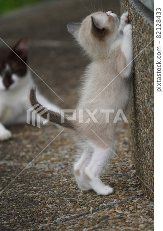 A mother stray cat and a cute kitten who are strong in doing anything because they like their child too much 82128433
