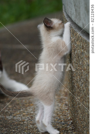 A mother stray cat and a cute kitten who are strong in doing anything because they like their child too much 82128436