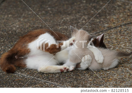 A mother stray cat and a cute kitten who are strong in doing anything because they like their child too much A mother stray cat and a cute kitten who are strong in doing anything because they like their child too much 82128515