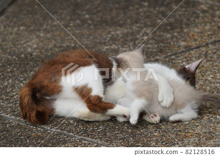 A mother stray cat and a cute kitten who are strong in doing anything because they like their child too much A mother stray cat and a cute kitten who are strong in doing anything because they like their child too much 82128516