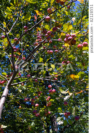 一個蘋果 82128551