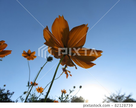 Autumn sky and fall cherry tree Autumn sky and fall cherry tree 82128739
