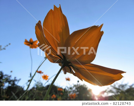 Autumn sky and fall cherry tree Autumn sky and fall cherry tree 82128743