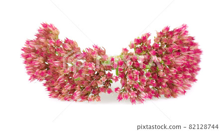 Sedum flowers isolated on white background. Hylotelephium spectabile or showy stonecrop. Sedum flowers isolated on white background. Hylotelephium spectabile or showy stonecrop. 82128744