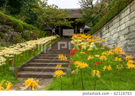 Colorful cluster amaryllis 82128783