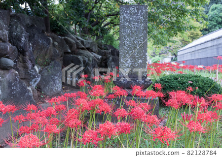 Higambuna 82128784