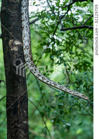 Python molurus or Indian rock python hanging on tree in natural monsoon green background at ranthambore national park rajasthan india 82129709