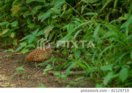 Barred buttonquail or Turnix suscitator or common bustard-quail portrait in natural green monsoon season at forest of india 82129719