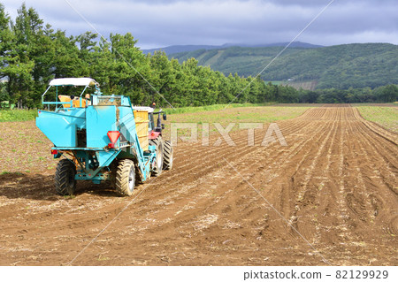 北海道廣闊的馬鈴薯田 82129929