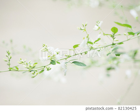 漂亮的白萩花 82130425