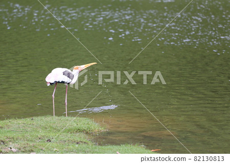 Painted Stork (Mycteria leucocephala) in pond. Painted Stork (Mycteria leucocephala) in pond. 82130813