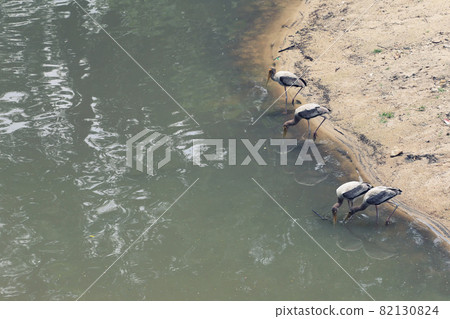Painted Stork of tropical bird searching for foods. Painted Stork of tropical bird searching for foods. 82130824