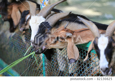Goats eating grass. Goats eating grass. 82130825