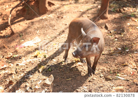 Wild boar with the sunlight. Wild boar with the sunlight. 82130878