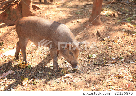 Wild boar with the sunlight. Wild boar with the sunlight. 82130879