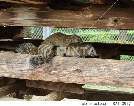 Taiwan squirrel 82130937