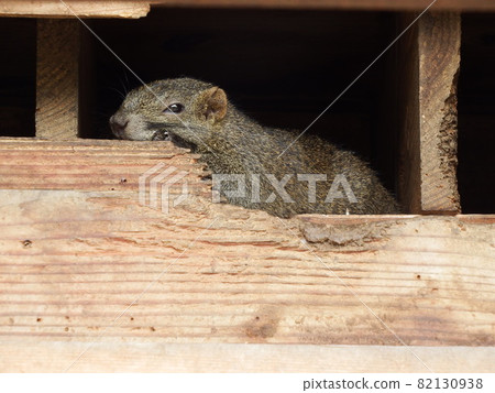 Taiwan squirrel 82130938