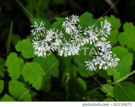 Miyama larch blooming on the mountain trail to Oze Miyama larch blooming on the mountain trail to Oze 82130971