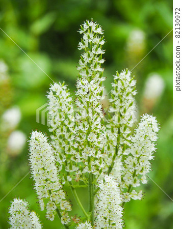 Veratrum stamineum blooming on the mountain trail to Oze Veratrum stamineum blooming on the mountain trail to Oze 82130972