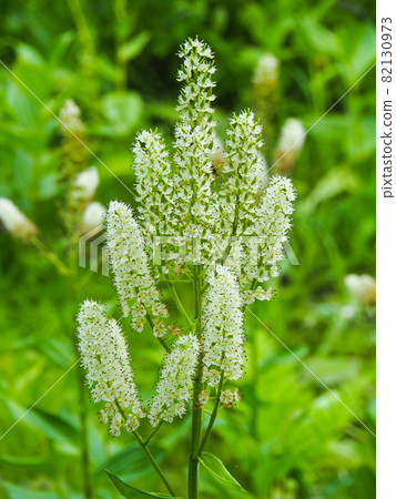 Veratrum stamineum blooming on the mountain trail to Oze Veratrum stamineum blooming on the mountain trail to Oze 82130973