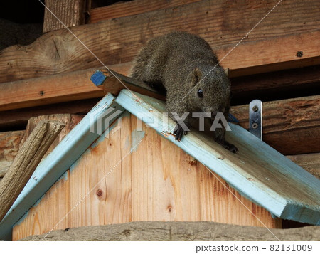 Taiwan squirrel 82131009