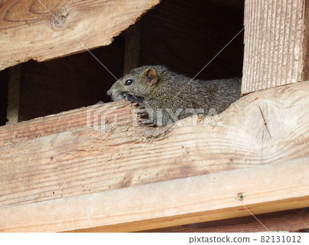 Taiwan squirrel Taiwan squirrel 82131012