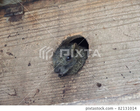 Taiwan squirrel 82131014