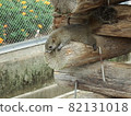 Taiwan squirrel 82131018