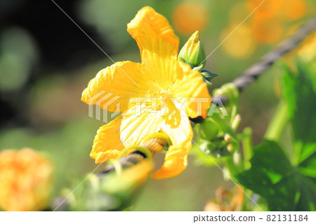 Yellow loofah flower 82131184