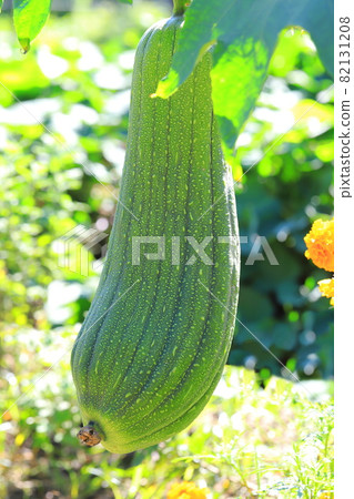 Big loofah fruit 82131208